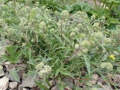 Phacelia leptosepala