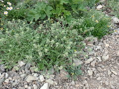 Phacelia leptosepala