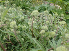 Phacelia leptosepala