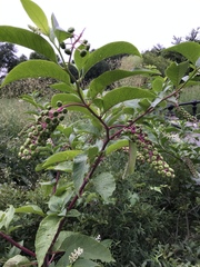 Phytolacca americana