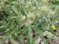 Phacelia leptosepala