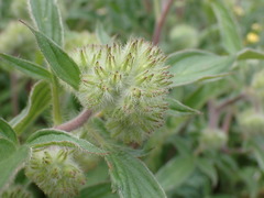 Phacelia leptosepala