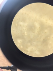 Noctiluca scintillans