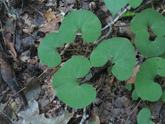 Asarum canadense reflexum