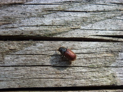 Dendroctonus rufipennis