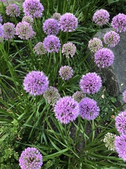 Rhizirideum