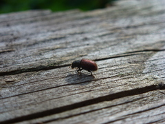 Dendroctonus rufipennis