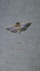 Apilocrocis brumalis