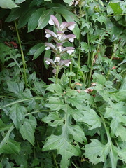 Acanthus hungaricus