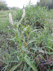 Persicaria segetum