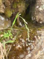 Vahlodea atropurpurea