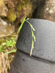 Vahlodea atropurpurea