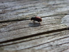 Dendroctonus rufipennis