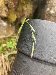 Vahlodea atropurpurea