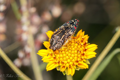 Acmaeodera mudgei