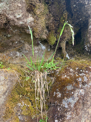 Vahlodea atropurpurea