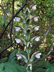 Acanthus hungaricus