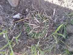 Echinofossulocactus crispatus