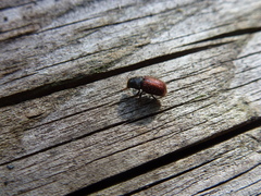 Dendroctonus rufipennis
