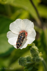 Acmaeodera mudgei