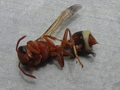Polistes brunus