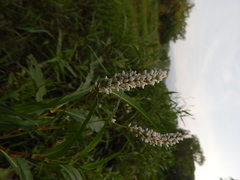 Persicaria segetum