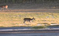 Odocoileus virginianus