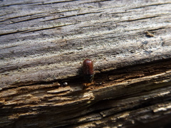 Dendroctonus rufipennis