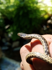 Thamnophis couchii
