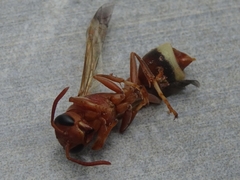 Polistes brunus