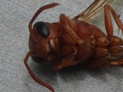 Polistes brunus