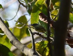 Todirostrum maculatum