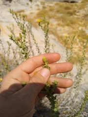 Heterotheca cinerascens