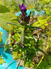 Gentianella auriculata