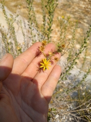 Heterotheca cinerascens