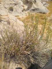 Heterotheca cinerascens