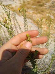 Heterotheca cinerascens