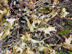 Tuckermanopsis subalpina