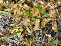 Tuckermanopsis subalpina