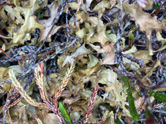 Tuckermanopsis subalpina