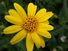 Arnica lanceolata prima