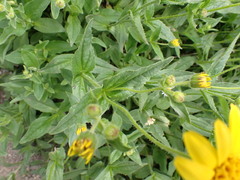 Arnica lanceolata prima