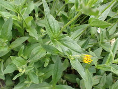 Arnica lanceolata prima