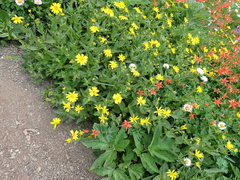 Arnica lanceolata prima