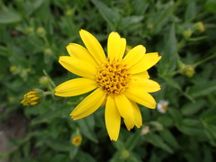 Arnica lanceolata prima