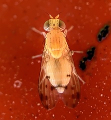 Homoneura occidentalis