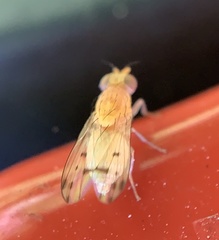 Homoneura occidentalis