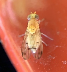Homoneura occidentalis