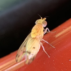 Homoneura occidentalis