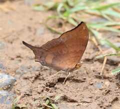 Marpesia furcula